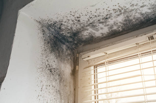 Affordable Black Mold Remediation solutions in Erie, CO